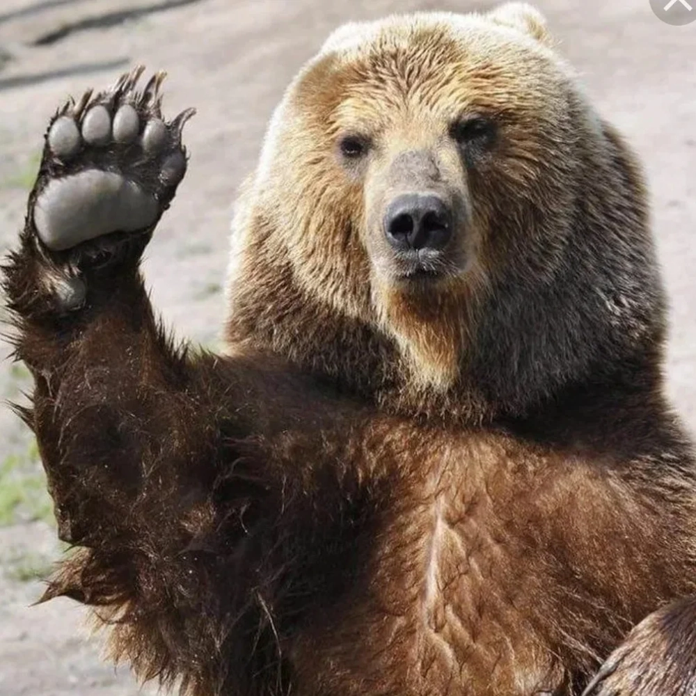 Trang trí điện thoại với wallpaper gấu nâu meme