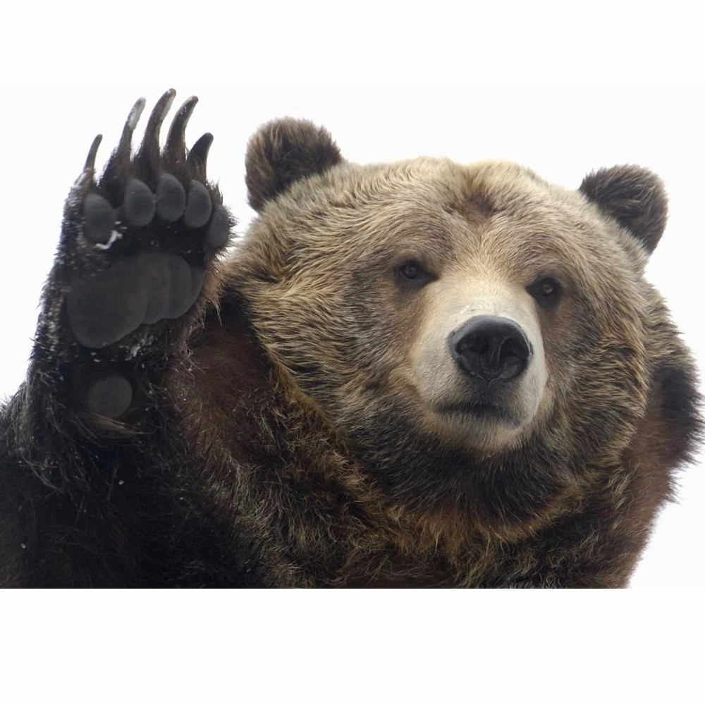 Phiên bản tiếng Anh vui nhộn với meme gấu brown