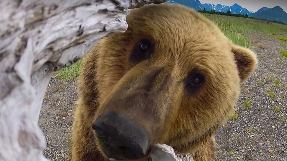 Chế vui nhộn không chối từ với ảnh chế gấu nâu