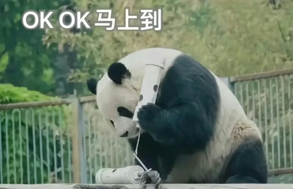 Meme gấu trúc là gì?