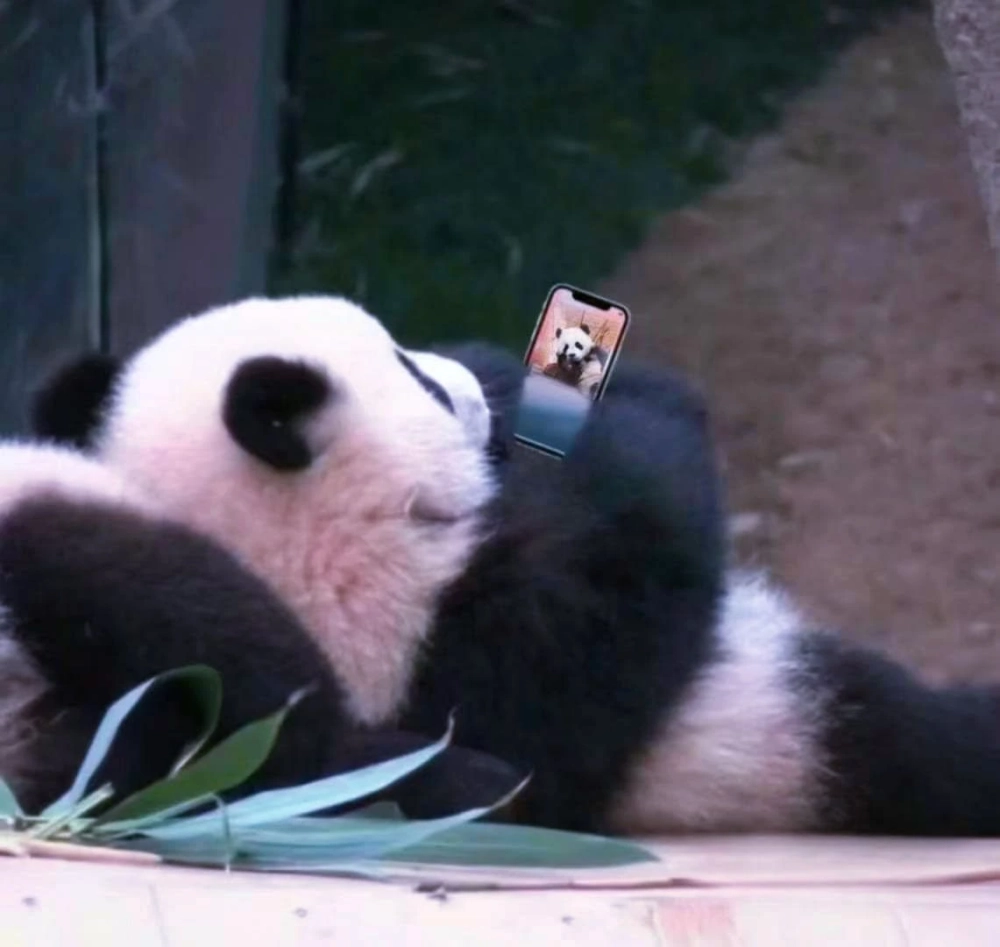 Cười vui cực đáng yêu với meme gấu trúc