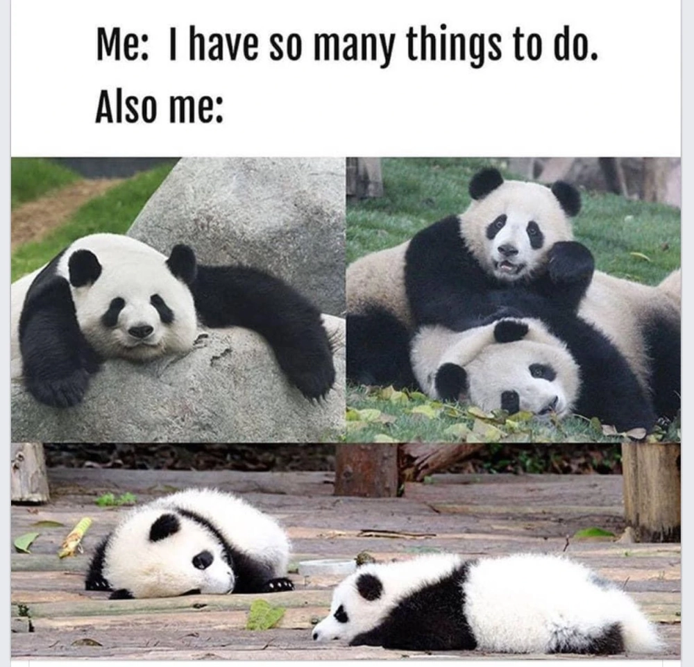 Thưởng thức ảnh gấu trúc meme vui nhộn