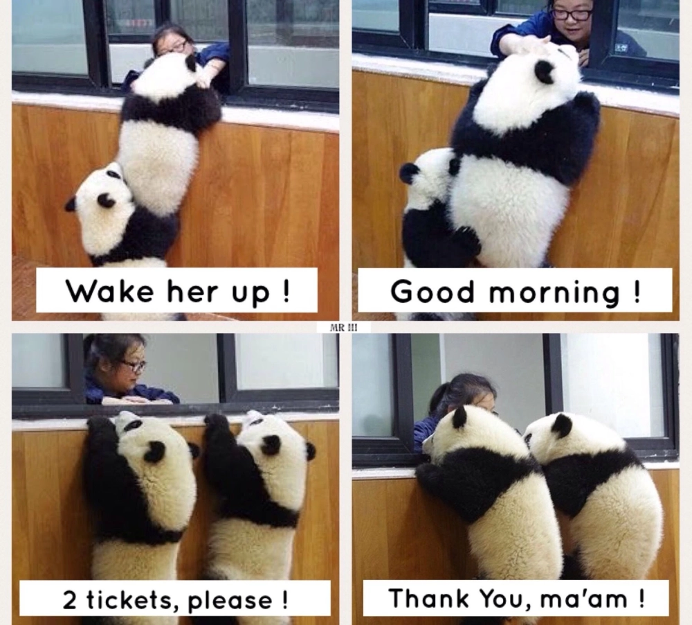 Xem ngay hình gấu trúc meme cực dễ thương