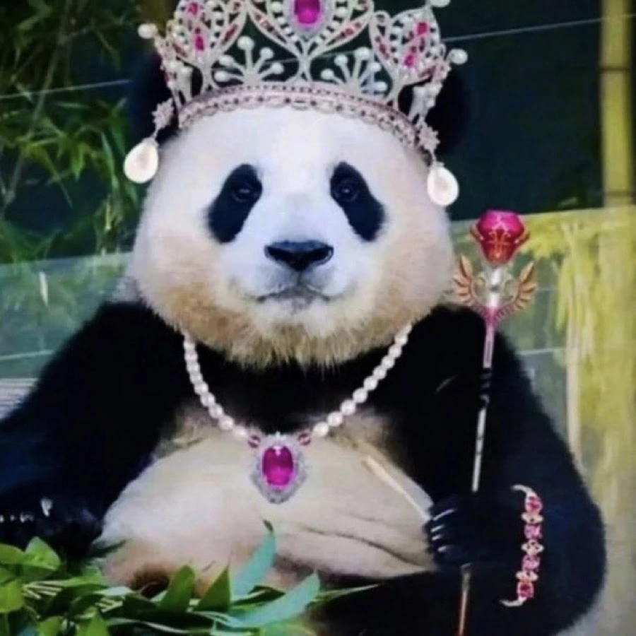 Hài hước cực mạnh với meme gấu trúc hài