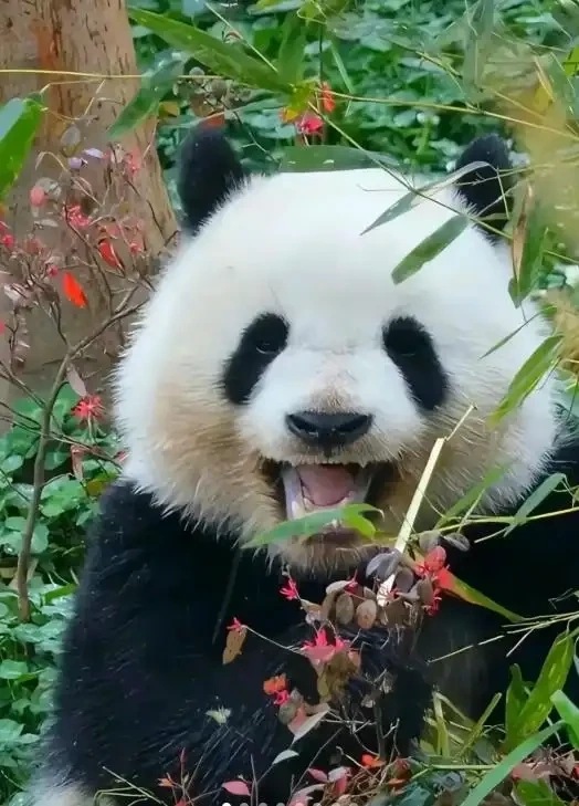 Meme gấu trúc cười là gì?