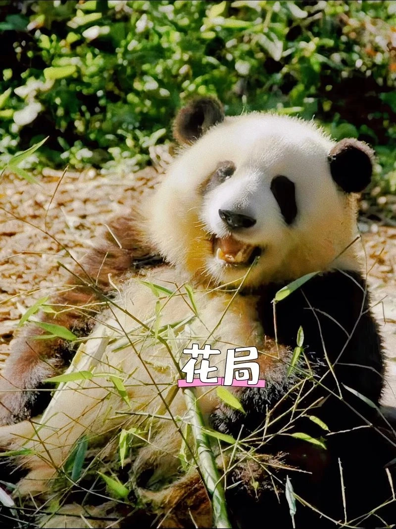 Thử thách bạn không cười với meme gấu trúc cười không chữ