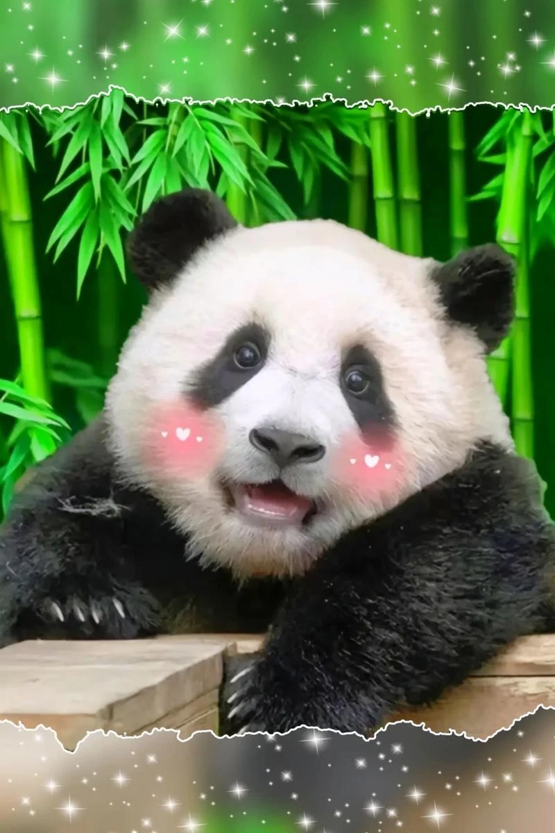 Lưu ngay hình ảnh gấu trúc cười meme để giải trí mỗi ngày