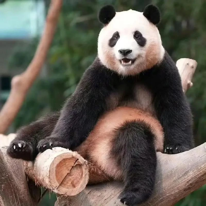 Hài hước bất ngờ với meme gấu trúc mặt người cười