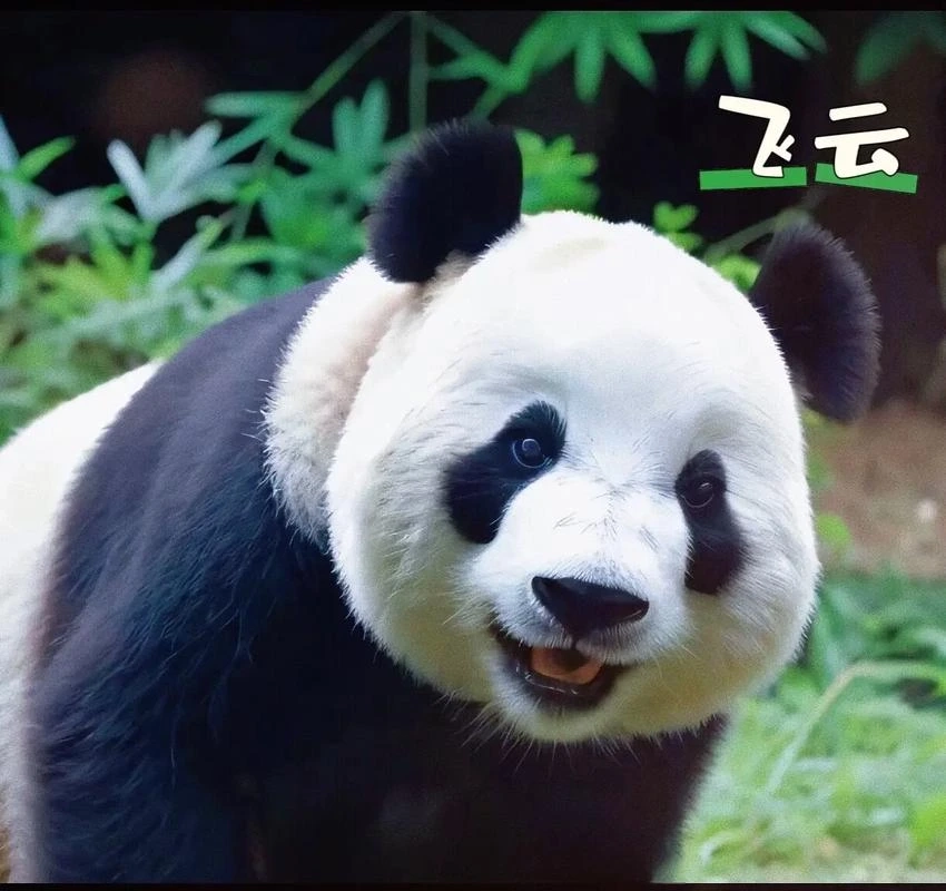 Thêm icon đáng yêu với icon gấu trúc cười