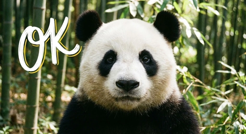 Dán sticker cực dễ thương với sticker gấu trúc ok