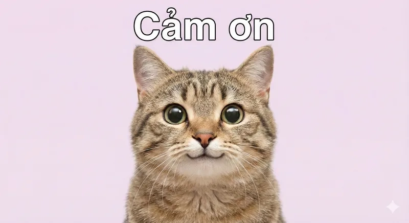 Trang trí máy tính với hình nền meme mèo cảm ơn cực đẹp