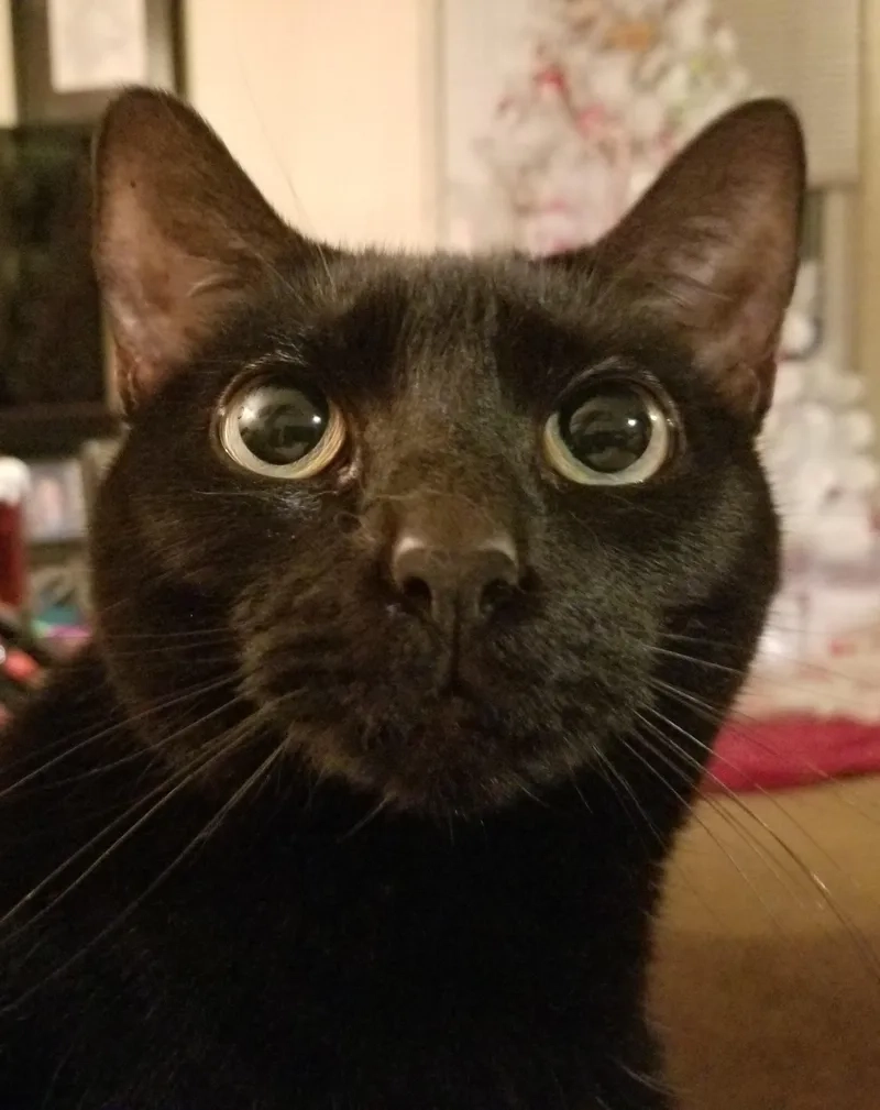 Ai cũng thích mèo đen meme siêu ngầu