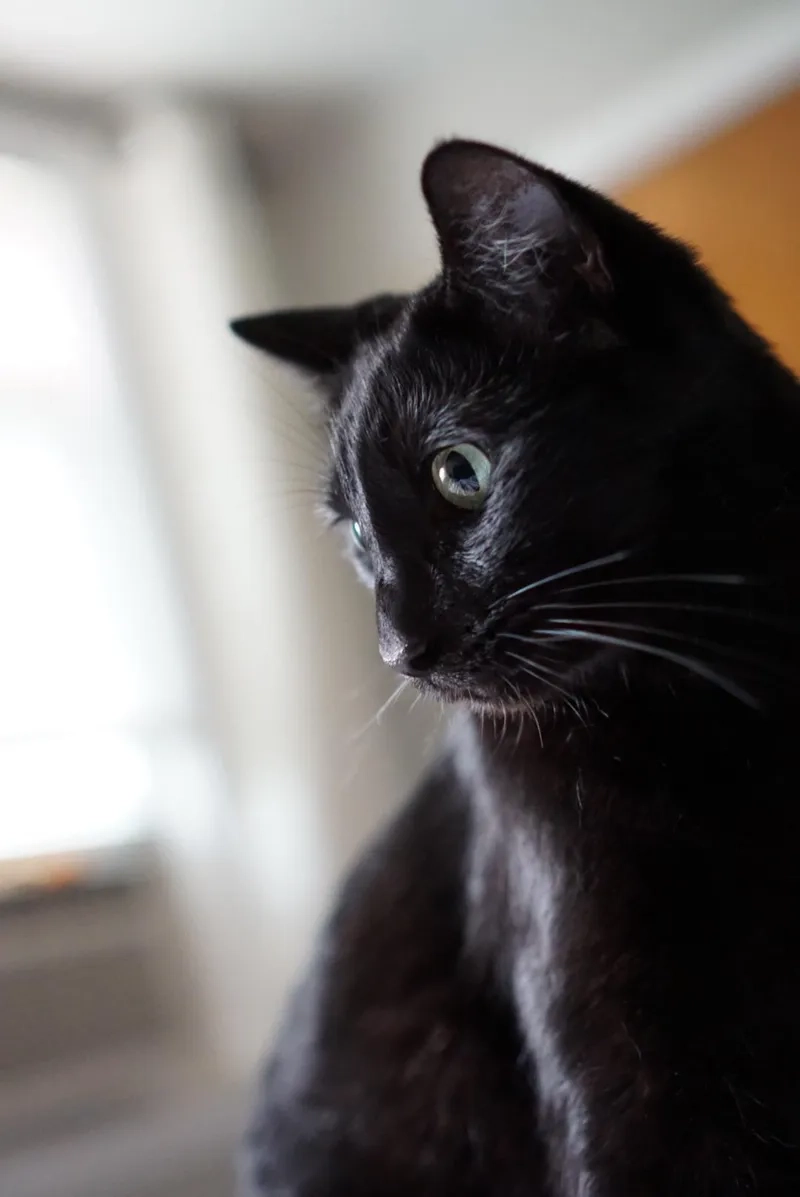 Hài hước cực độ với meme mèo đen tối