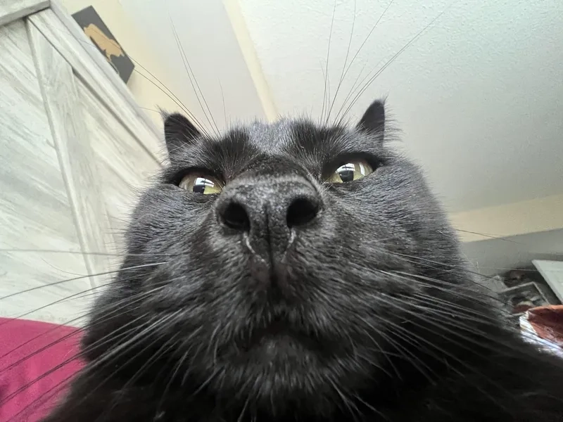 Bộ sưu tập ảnh meme mèo đen mới nhất