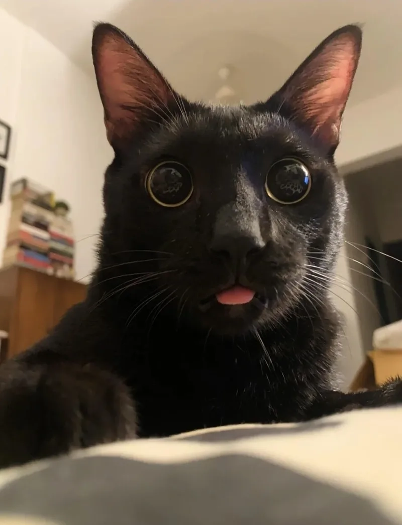 Xem vui nhộn cùng meme con mèo đen đáng yêu