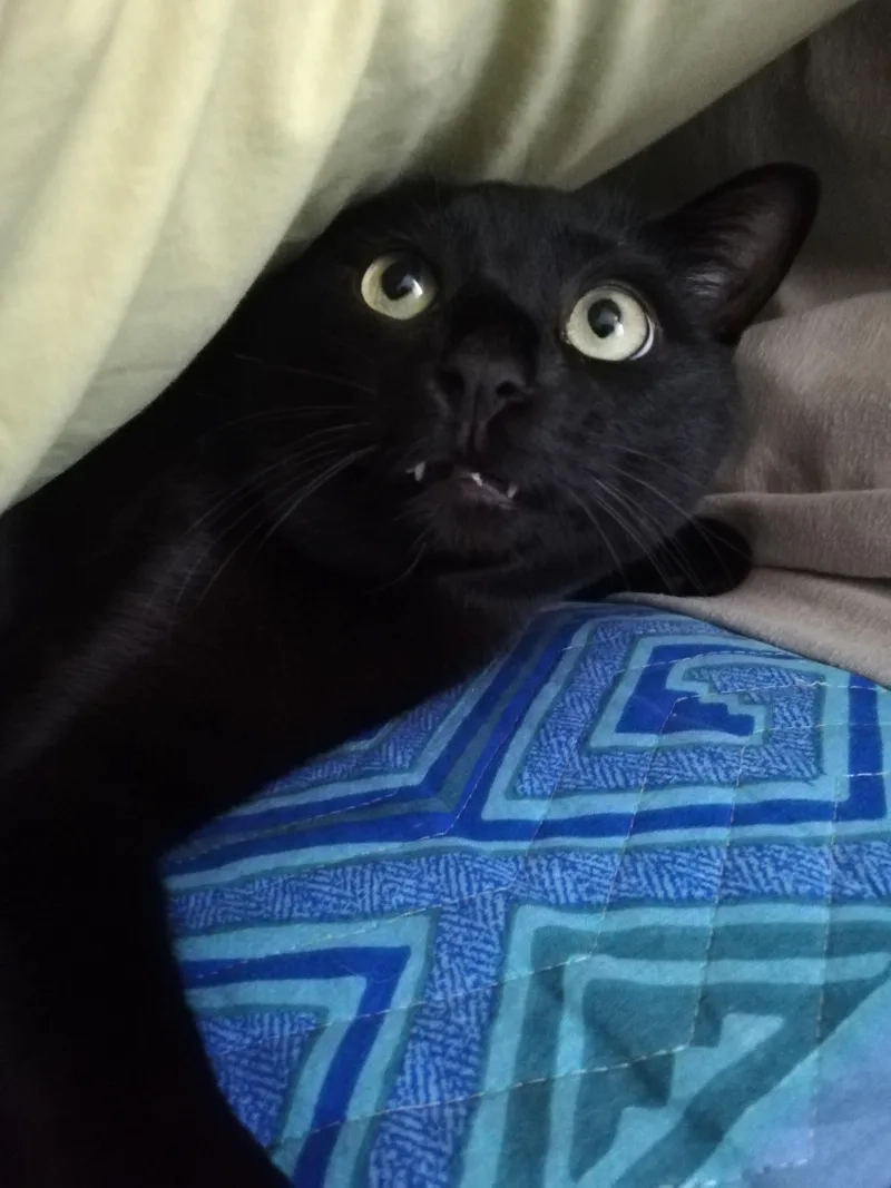 Cười không ngớt với meme mèo đen hài