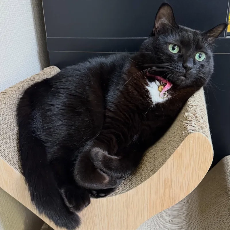 Ai cũng thích con mèo đen cười bá đạo