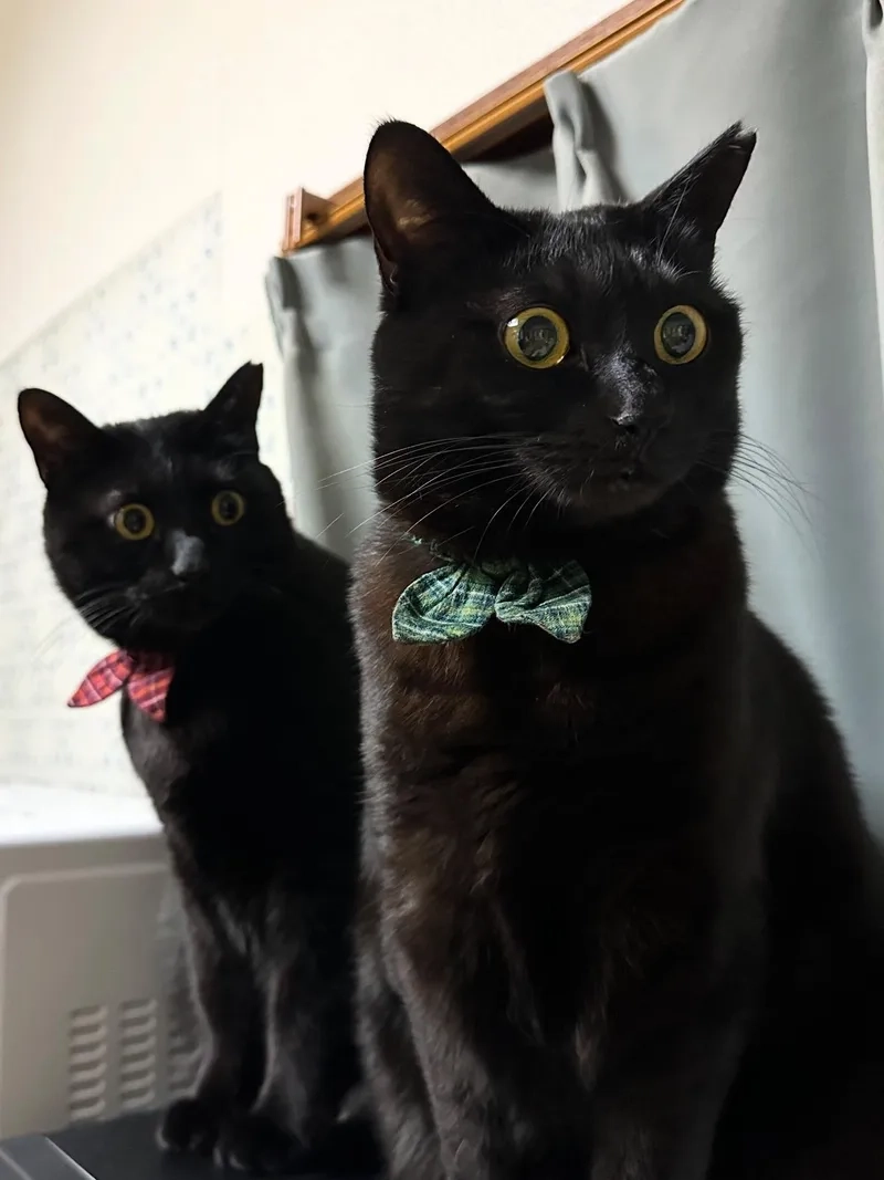 Thử ngay hình mèo đen meme cực đáng yêu