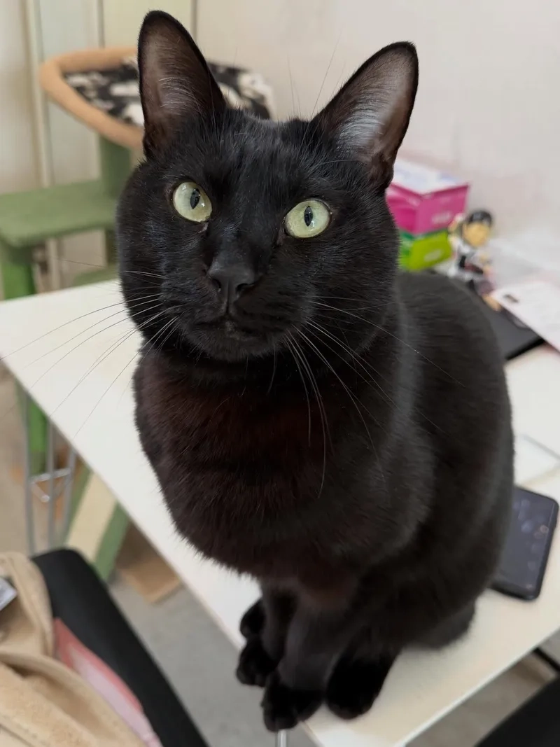 Giải trí vui nhộn với hình ảnh mèo đen meme