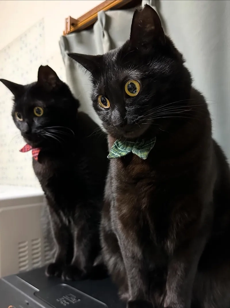 Nhìn là bật cười với meme con mèo mặt đen