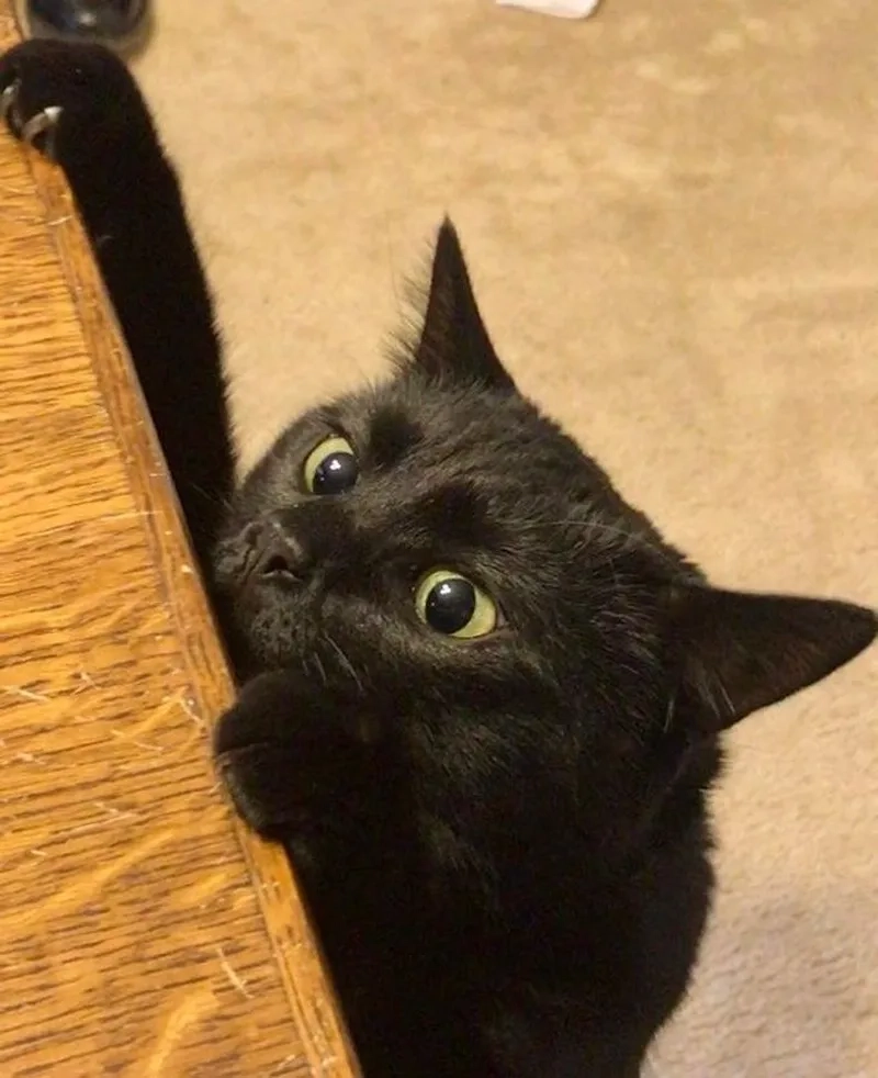 Meme mèo đen là gì những điều thú vị không thể bỏ qua