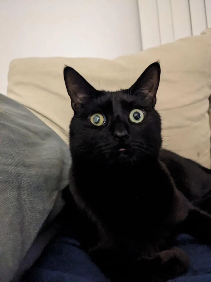 Trợn mắt cực vui với meme mèo đen trợn mắt