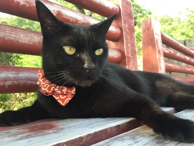 Thêm bí ẩn với ảnh meme mèo đen tối