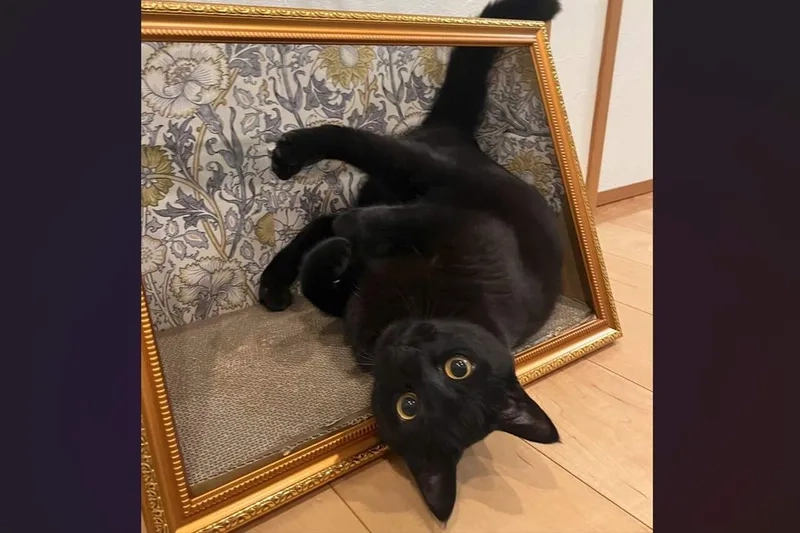 Ngầu hết nấc với meme mèo đen ngầu