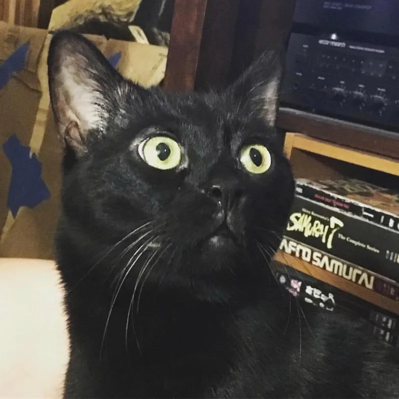 Ai cũng tan chảy với Meme mèo đen cute