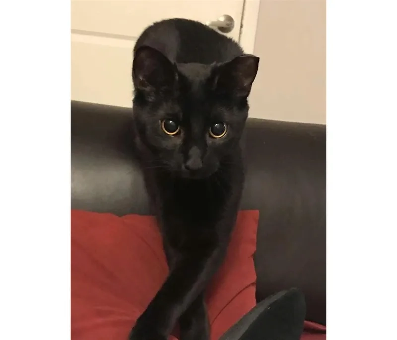 Ai cũng đồng cảm với meme mèo đen hoang mang