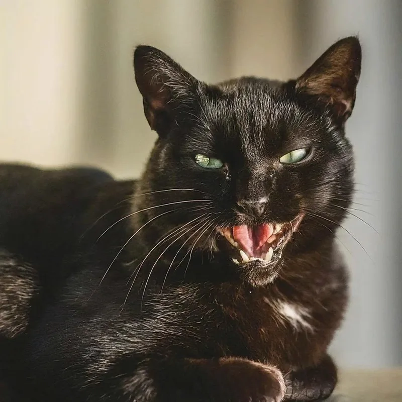 Hài hước bá đạo với meme mèo đen bựa