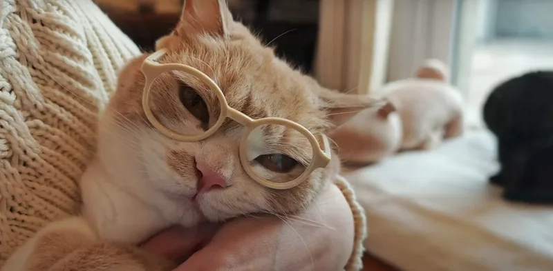 Ai cũng mê biểu cảm mèo đeo kính meme cực ngầu