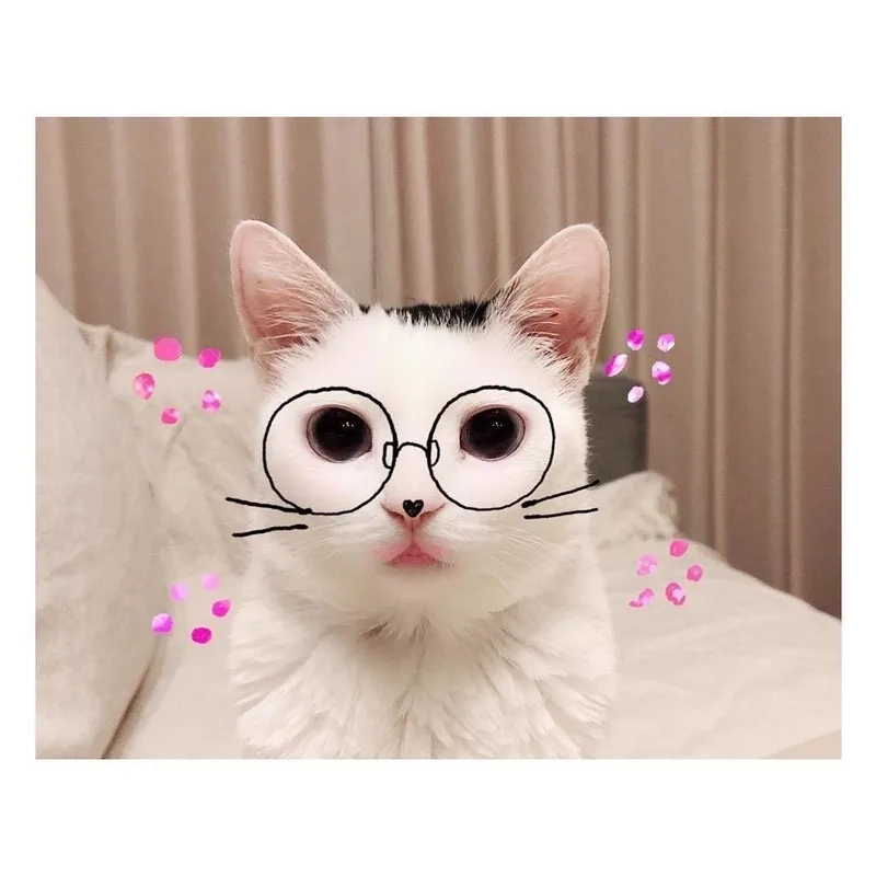 Biểu cảm hài hước của meme mèo đeo kính cận