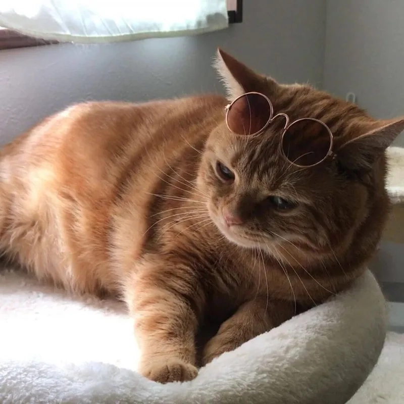 Khám phá ngay ảnh meme mèo đeo kính hot nhất