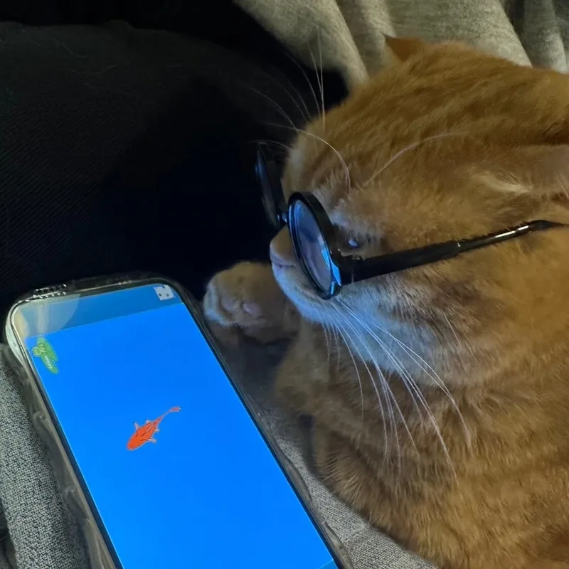 Trang trí mạng xã hội với avatar mèo đeo kính meme