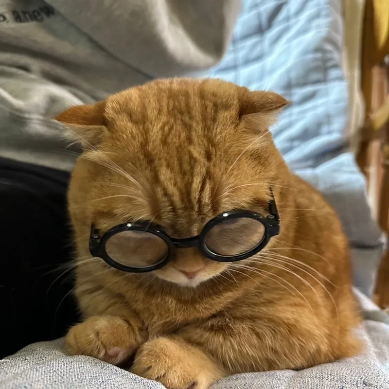 Biểu cảm đáng yêu của meme con mèo đeo mắt kính