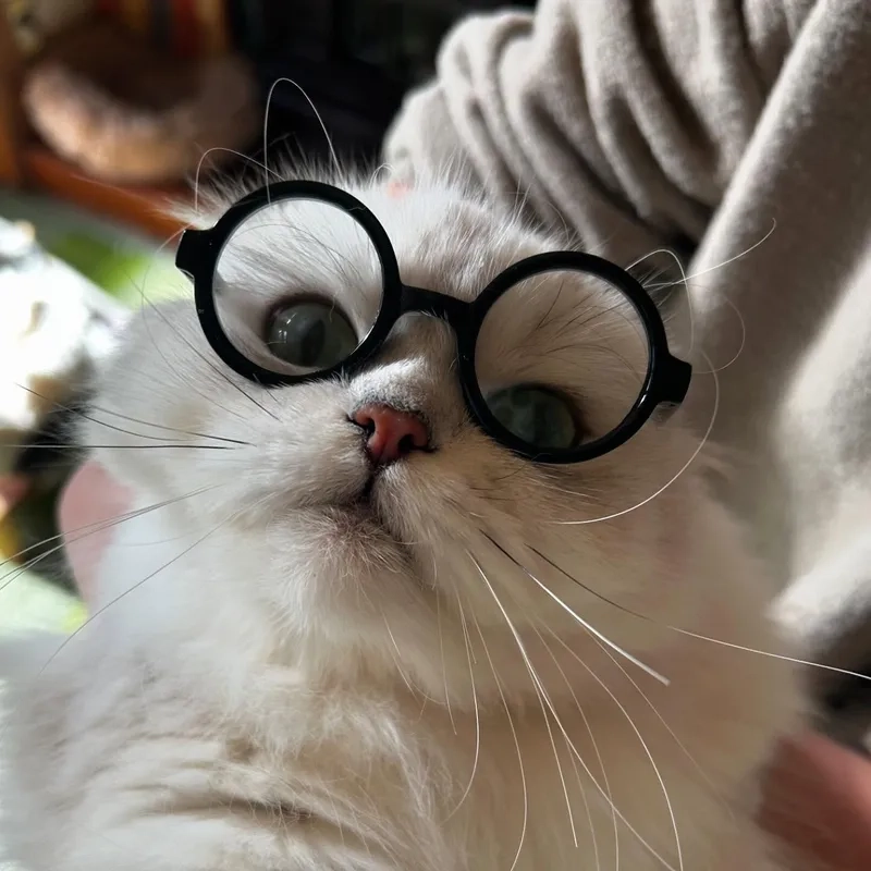 Không thể nhịn cười với meme mèo đeo mắt kính