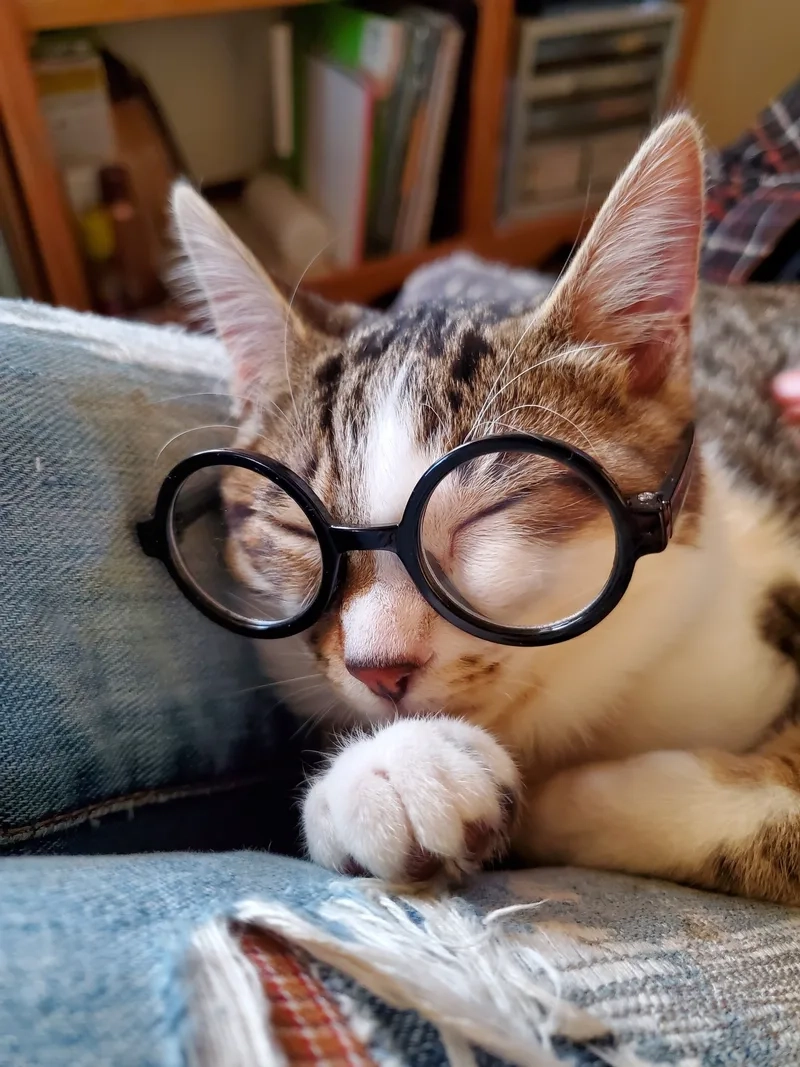 Ai cũng mê meme mèo đeo kính cute đáng yêu