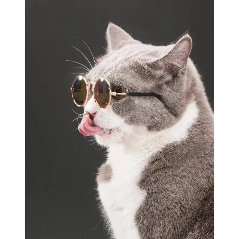 Chia sẻ vui nhộn với avatar meme mèo đeo kính