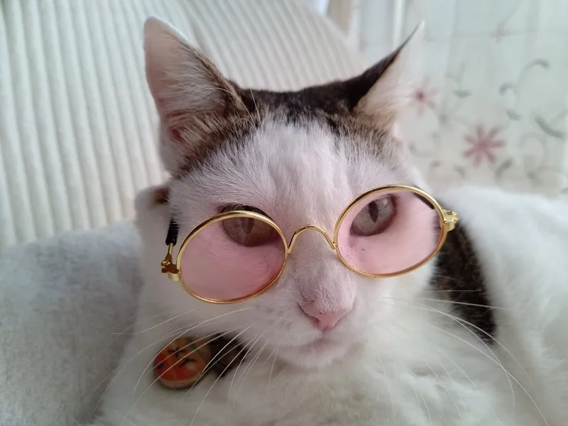 Meme mèo đeo kính là gì khiến cư dân mạng thích thú