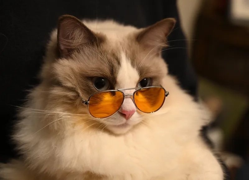 Khám phá hình ảnh mèo đeo kính meme hôm nay