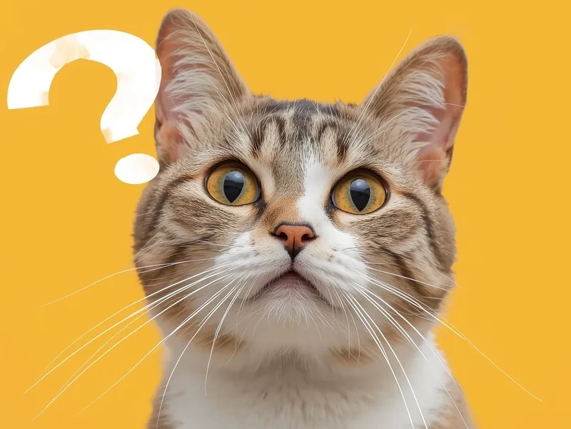 Ai mê mèo không bỏ qua meme con mèo dấu chấm hỏi