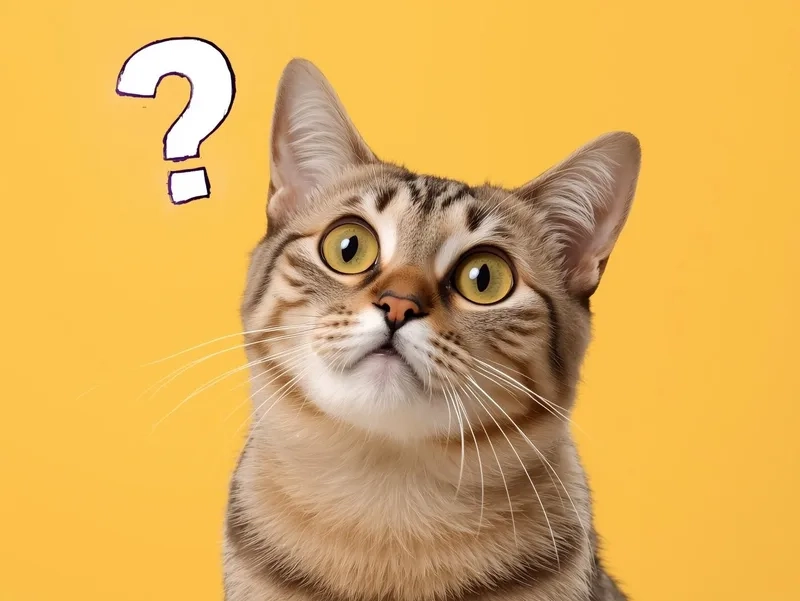 Ai cũng bật cười với meme mèo mặt hỏi chấm