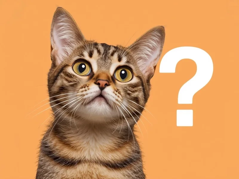 Cười vui không ngớt với meme mèo hỏi chấm hài hước