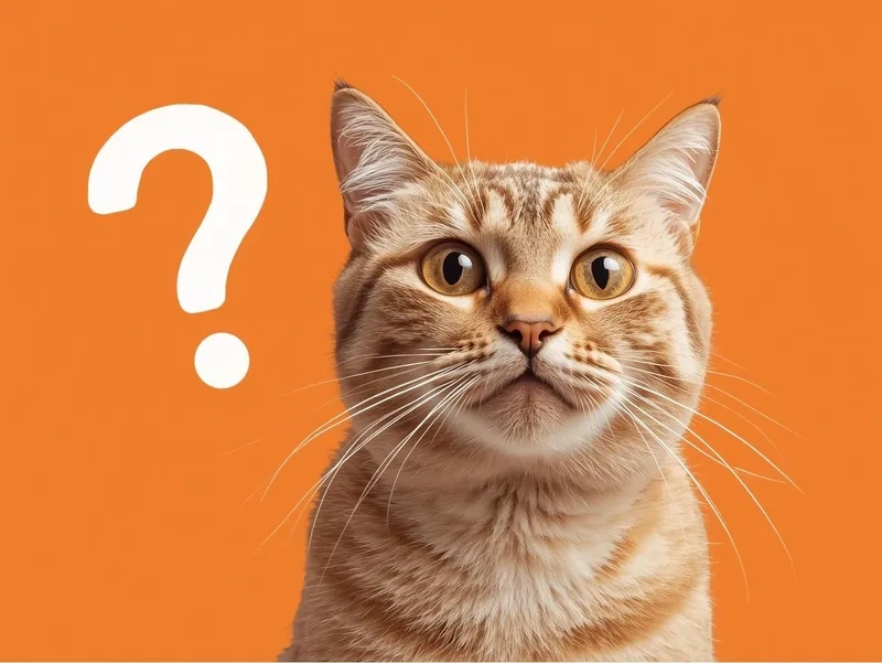 Tải ngay tải meme mèo hỏi chấm cực vui nhộn