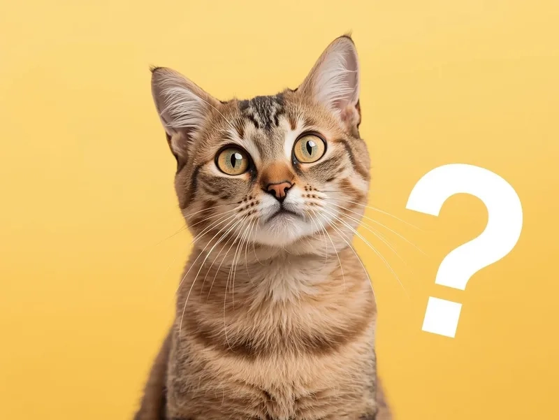 Giải trí vui với hình ảnh meme mèo hỏi chấm