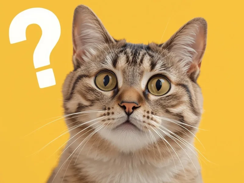 Ai cũng cười với meme mèo hỏi chấm chế