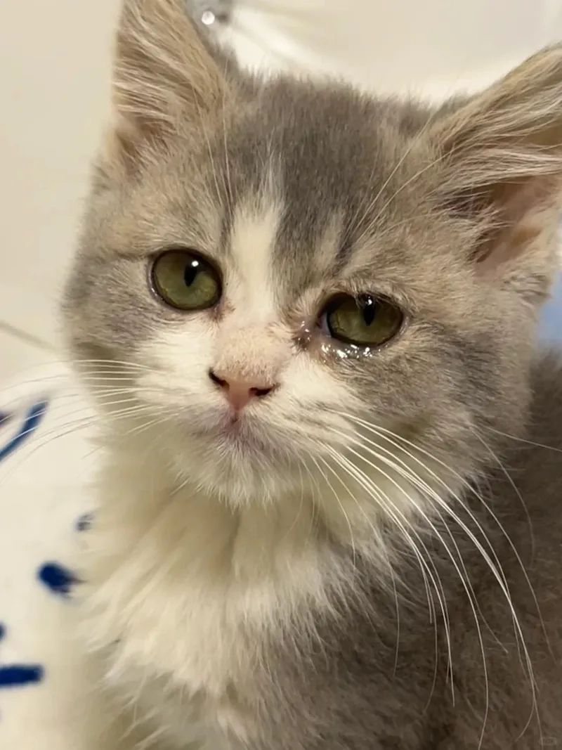 Khám phá meme mèo khóc cute khiến bạn tan chảy