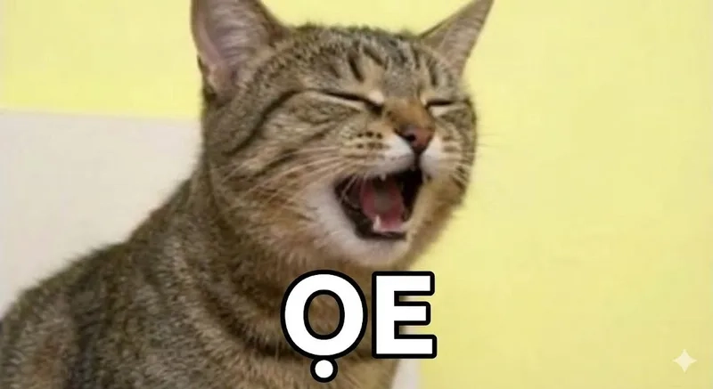 Biểu cảm bá đạo của mèo meme oẹ cực thú vị