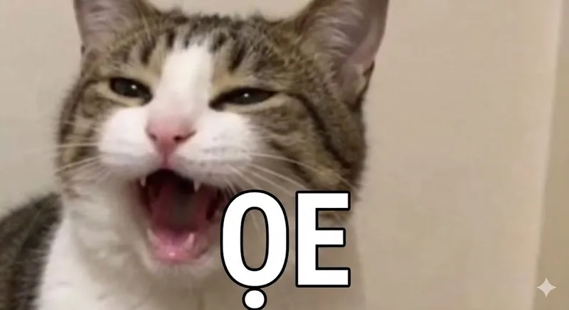 Ai yêu mèo cũng mê hình meme mèo oẹ vui nhộn
